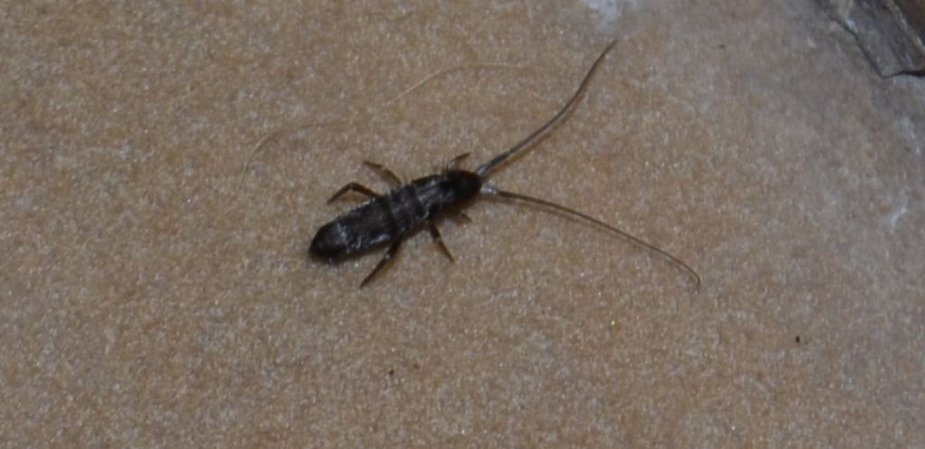 Coleottero id. -- no, collembolo